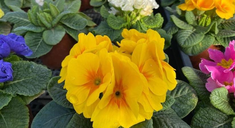 Miért hagyják a pasik az utolsó pillanatra? Segítünk a nőnapi tavaszszínekkel (képgaléria, videó)