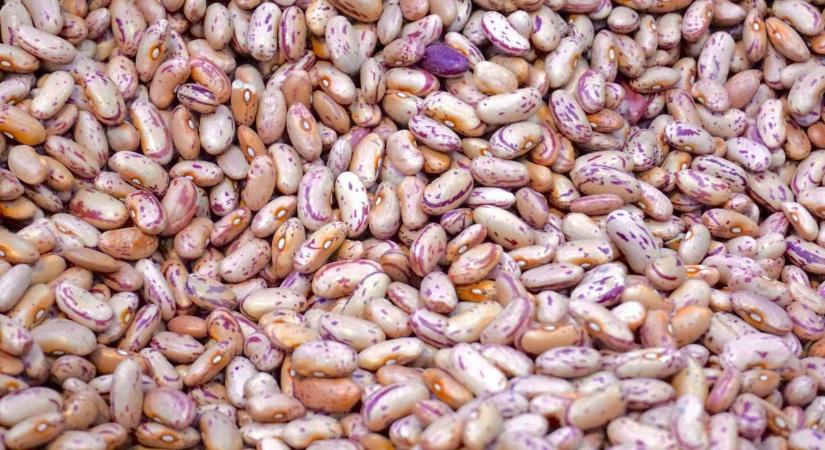 A klímaváltozás túlélői: Miért beszél most mindenki a szárazságtűrő babfélékről?