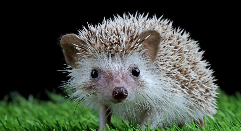 Felhívás: óvatosan bolygassuk a lomb- és rőzserakásokat, vigyázzunk a sünökre!