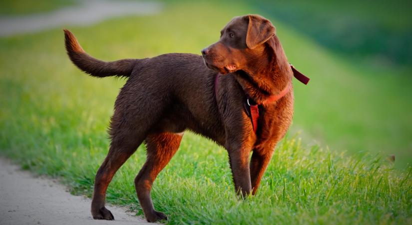 Ezt jelenti, ha a kutyád lassan csóválja a farkát