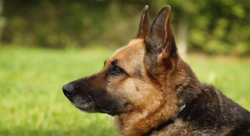 Szörnyű kutyatámadás: arcán harapta meg a kislányt egy eb