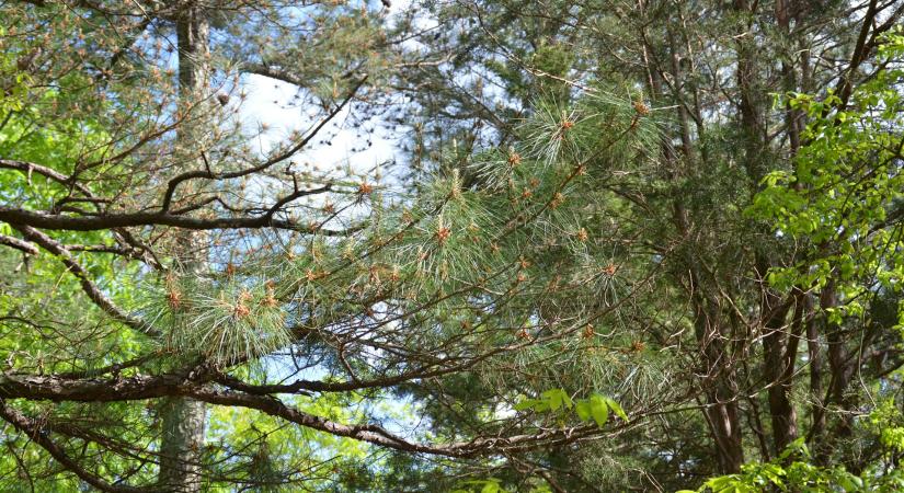 Az ügyész igényérvényesítése természeti érték károsítása esetén