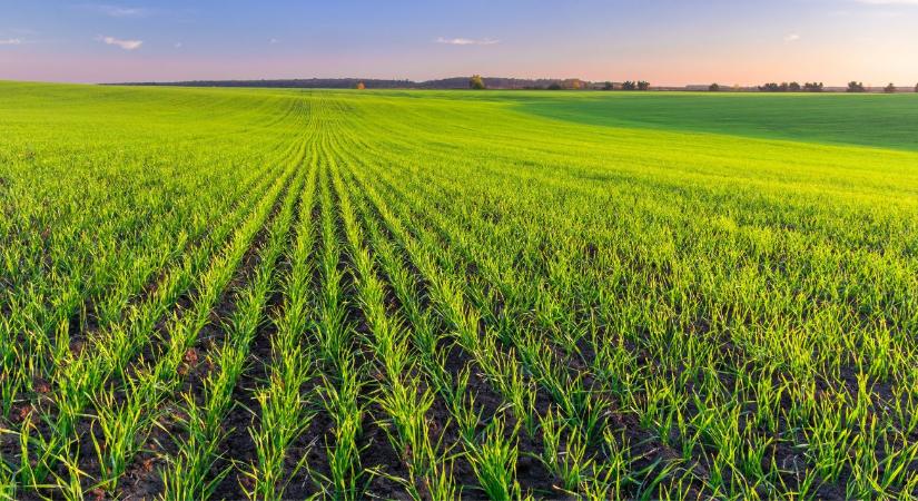 Agrometeorológia: Üres kutak, poros barázdák – visszatér a rettegett aszály az Alföldre?