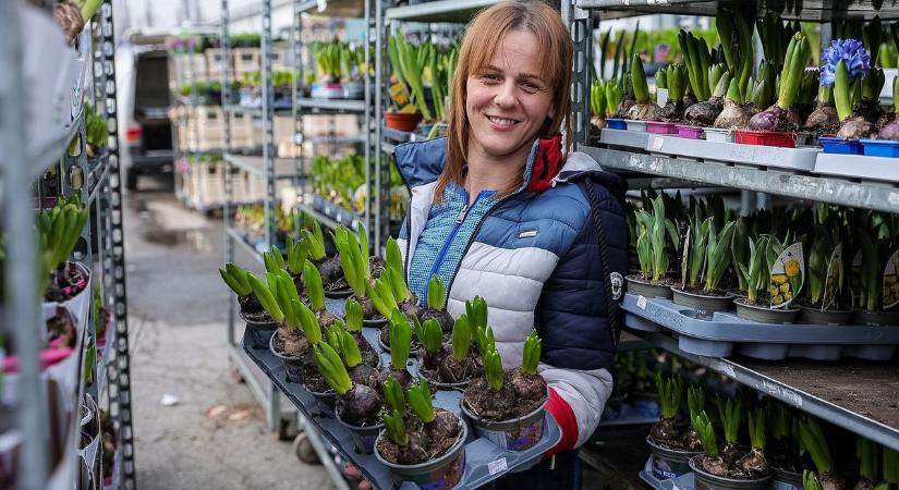 Hódít a cserepes virág a nőnapi ajándékok között