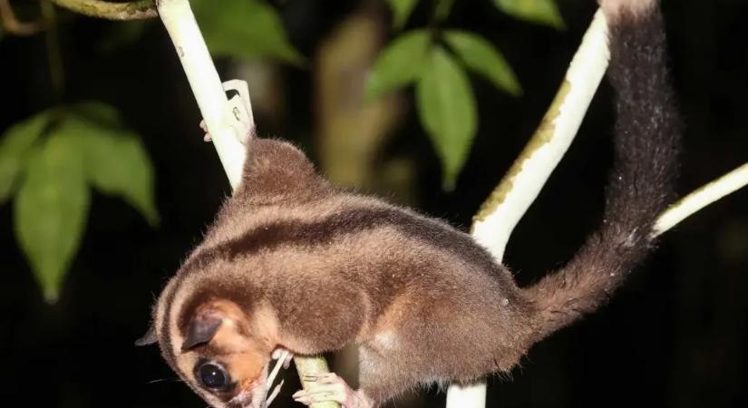 6000 éve kihaltnak hitt oposszumot és repülőmókust találtak Indonéziában, de nem árulták el, pontosan hol