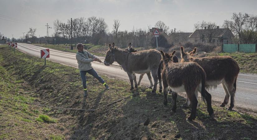 Szeged felé tart a szamárkaraván: tavaly dugót okozott, most újra átvonul a városon