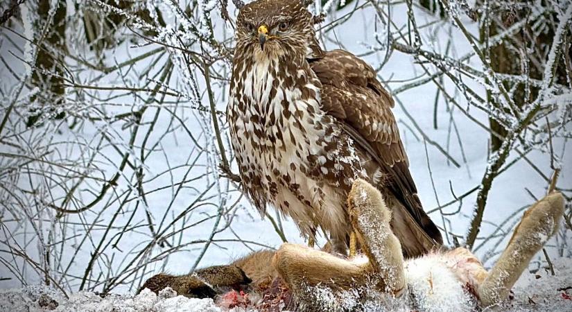 Terített asztal volt az Alföld a ragadozó madaraknak