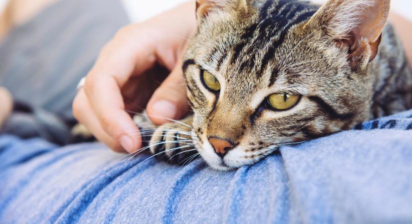 El sem hinnéd, miként támogatják a macskák a szívünk egyészségét