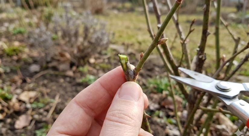 Kora tavaszi díszcserje-ellenőrzés – mit fagyott vissza?