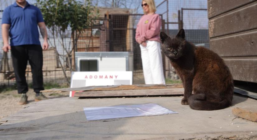 Nehéz sorsú kutyákat és macskákat nevelő menhelyen segített az Alba Triatlon SE (videó)