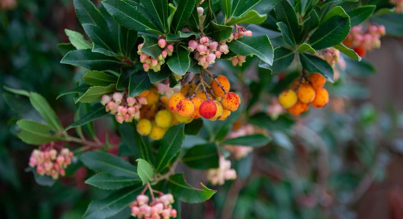 Magyarország egzotikus növényei: lehetőség vagy veszély?