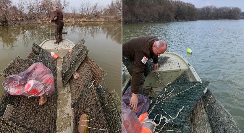 Süllőfészkeket helyeznek ki a Dunán a halállomány erősítéséért
