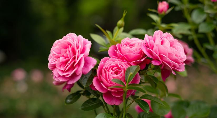 Ez a 10 kerti és balkon növény nemcsak szép, hanem a hangulatodat is javítja