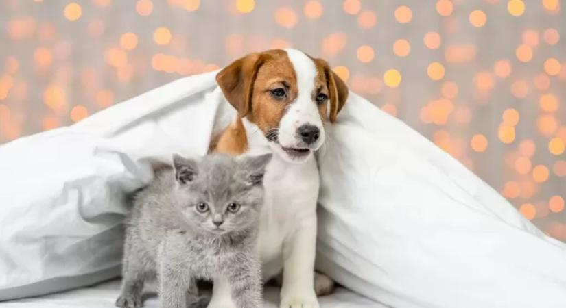 Örökbefogadó nap és támogató est a gazdátlan állatokért az Akvárium Klubban