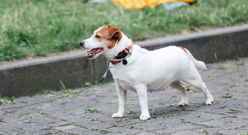 8 árulkodó jel, hogy a kutyád túlsúlyos – Ezért figyelj oda gazdiként kedvencedre