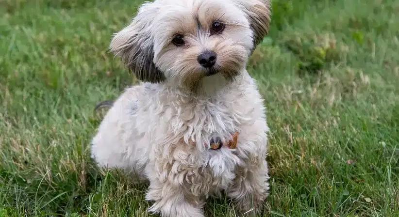 Állatos kvíz kérdés: Mindössze az emberek 20%-a tudja megmondani, milyen kutya van a képen!