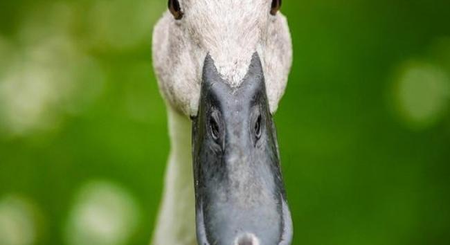 Bács-Kiskunban ismét felütötte a fejét a madárinfluenza