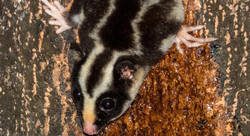 Kihaltnak hitt állatok tértek vissza a „halálból” – hihetetlen, hol bukkantak rájuk