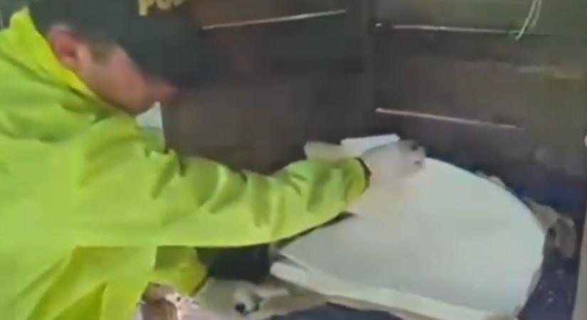 Pusztító csapás a drogkartellekre: Kolumbia, az Egyesült Államok és Ecuador közös akciója