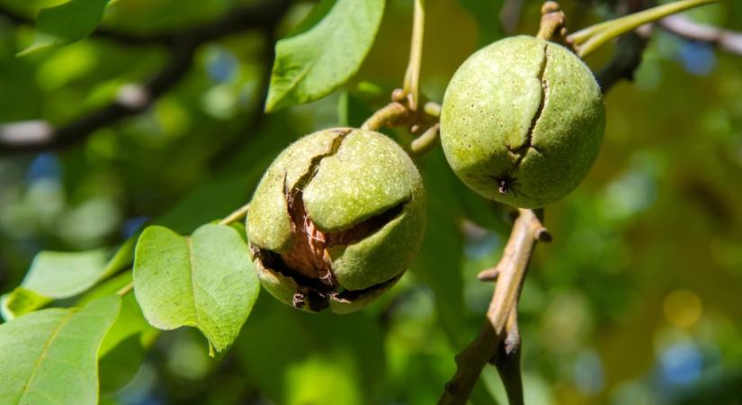 Ismeretlen kórokozó terjed Magyarországon: így gyilkol