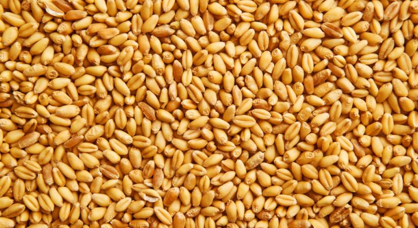 Drágul a búza és az olaj – újra felfelé indultak az élelmiszerárak