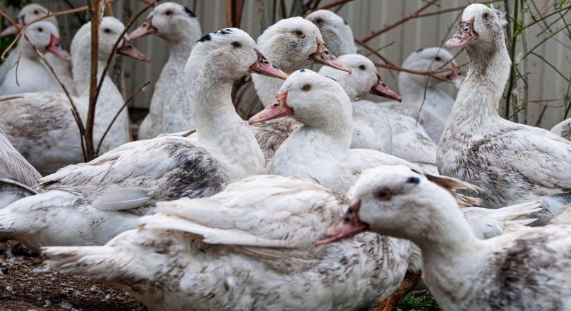 Egy ötezres kacsaállományt kell felszámolni Kiskunfélegyházán