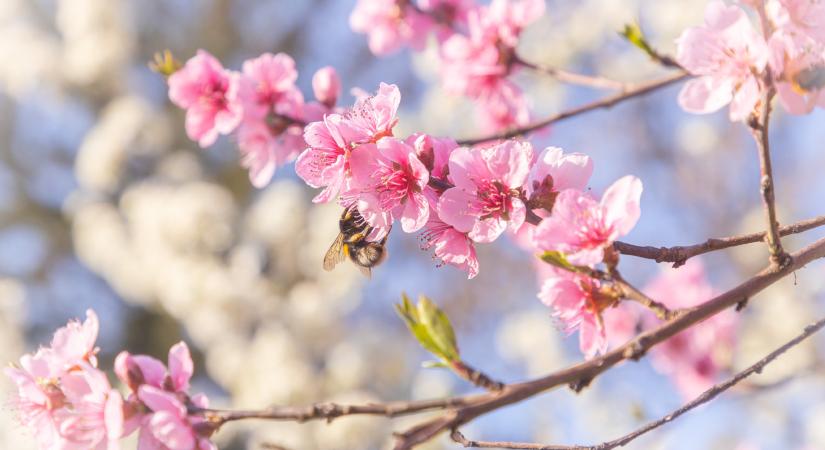 Időjárás: hajnalban ismét fagyokra ébredhetünk