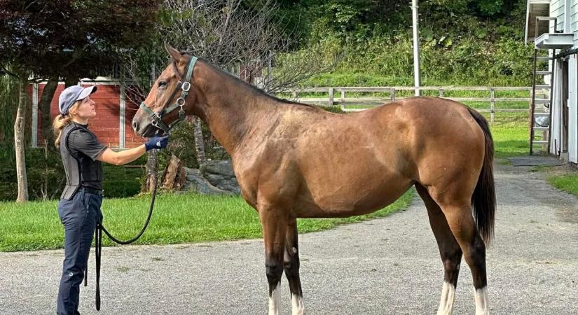 A kaposvári hobbilovas japán istállókban váltotta valóra az álmát