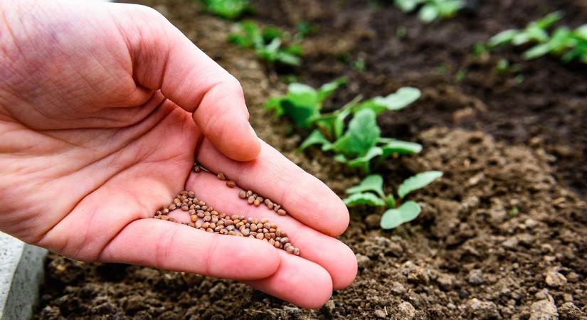 Korai vetés kockázatai: ezt az 5 hibát kerüld el tavasszal a kertben