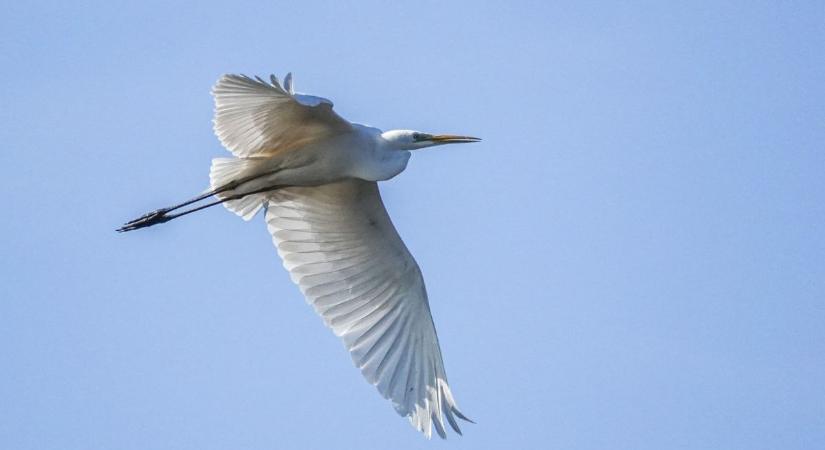 Lélegzetelállító fotók a vármegye széléről: kócsagok tánca a Keleti-Bakony peremén (galéria)