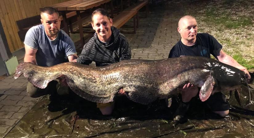 Nem lesz országos felső méretkorlátozása a harcsának, de dönthetnek másképp a halgazdálkodásra jogosultak - Növekszik az e-napló népszerűsége a horgászok körében