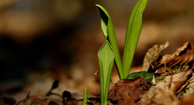 Máris elkezdődött a medvehagyma szezonja