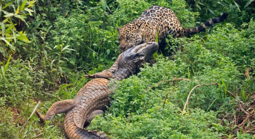 Videón mutatjuk, hogyan ejti el a jaguár a hatalmas kajmánt