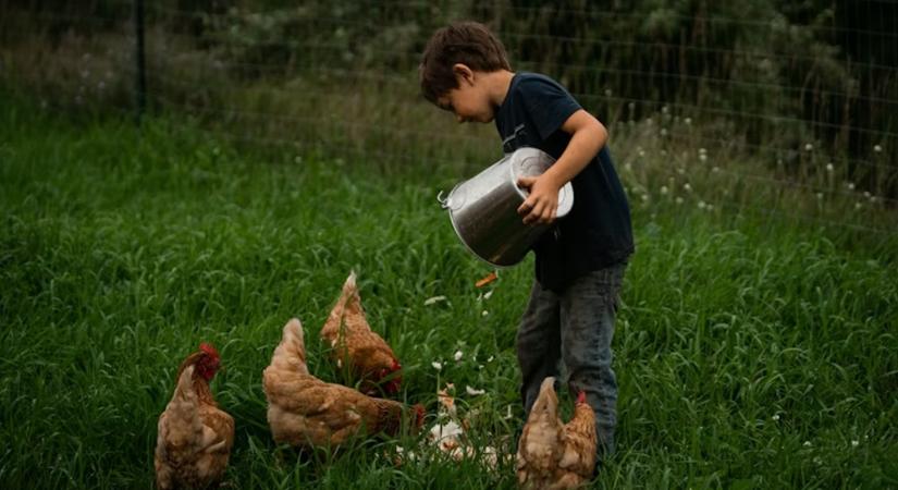 Kerti tyúkok  kutya  macska: a „háztáji biodráma” higiéniai kézikönyve (pánik nélkül, de okosan)