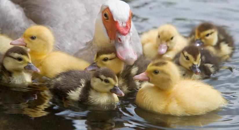 Madárinfluenzát találtak Kiskunfélegyházán, leölnek ötezer kacsát
