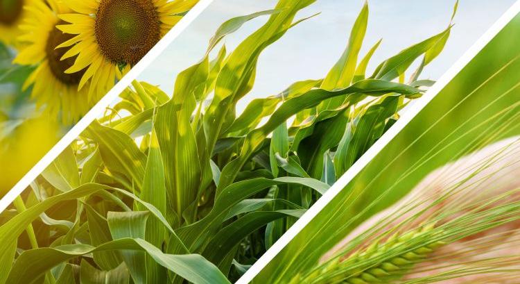 Új biostimulátorral bővít a Corteva Magyarországon