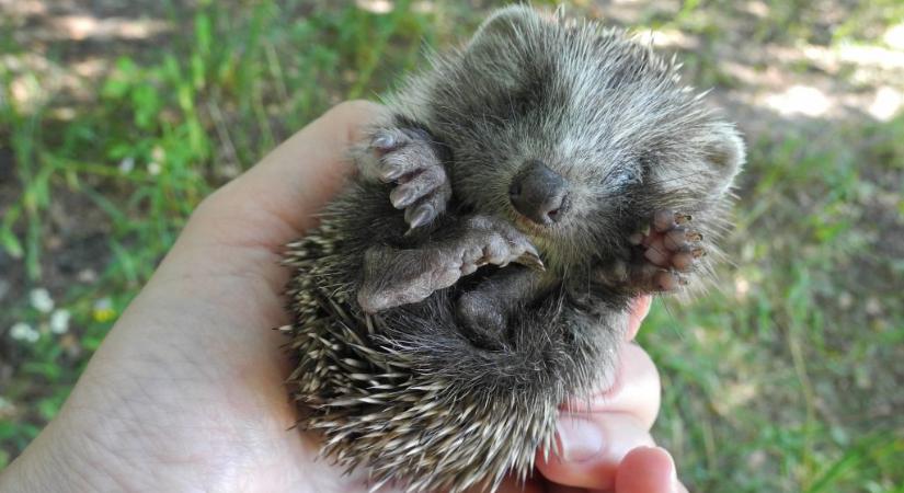 Újszülött sünöket szúrhatunk a vasvillára