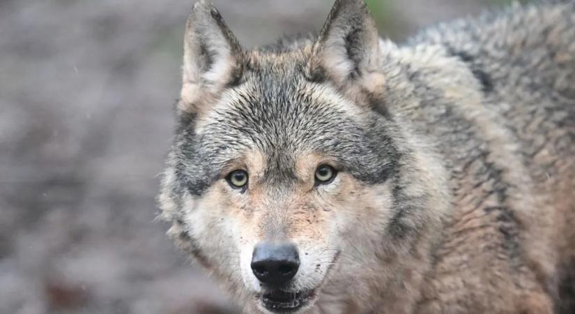 Politikai vihart kavart a törvény, amely engedné a farkasvadászatot