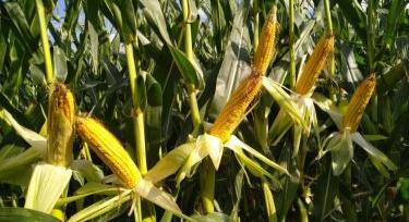 Kukorica? Vetni vagy nem vetni…