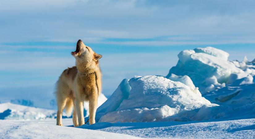 Grönlandnak környezetszennyezőbbnek kell lennie a klímaváltozás miatt