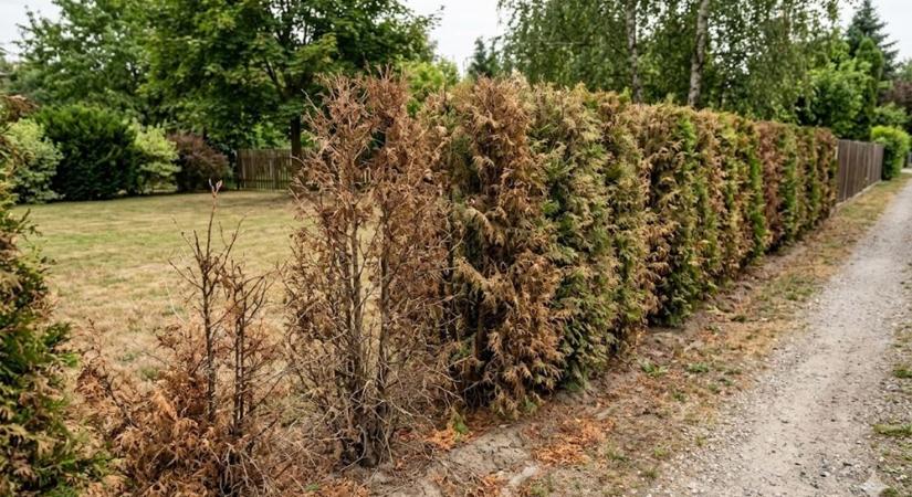 Miért halnak ki a tuják? A pusztulás valódi okai a kiskertekben