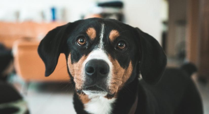 Ebből tudhatod, hogy a kutyád manipulál