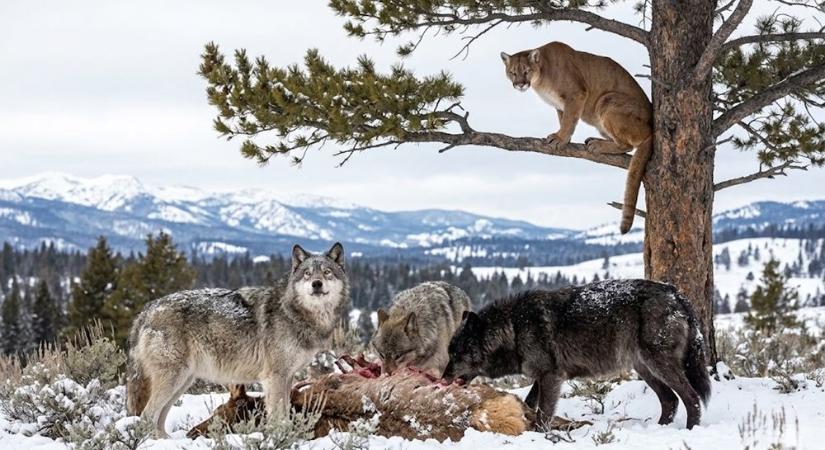 Ki az igazi főnök Yellowstone-ban: a farkas vagy a puma? (A válasz csúnyább, mint gondolnád)