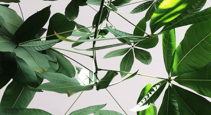 Sok pénzt hoz a Feng Shui szerint, ha ilyen növények vannak a lakásban