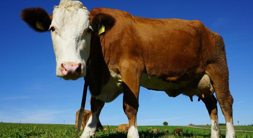 Módosult a kormányrendelet: Új határidők a száj- és körömfájás elleni védekezésben