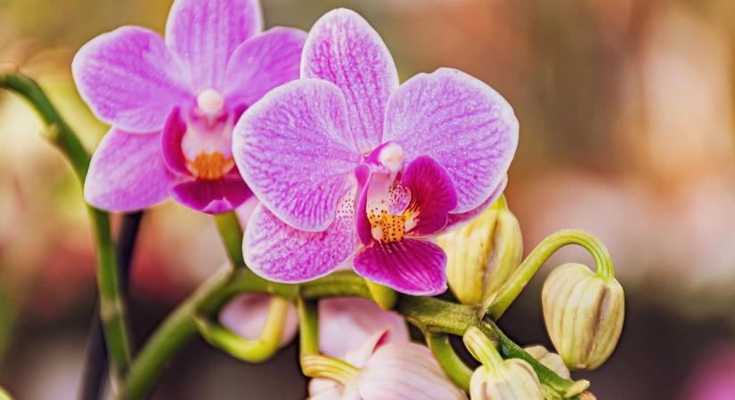 Kipróbáltuk: egész évben virágzik az orchidea ezzel a trükkel
