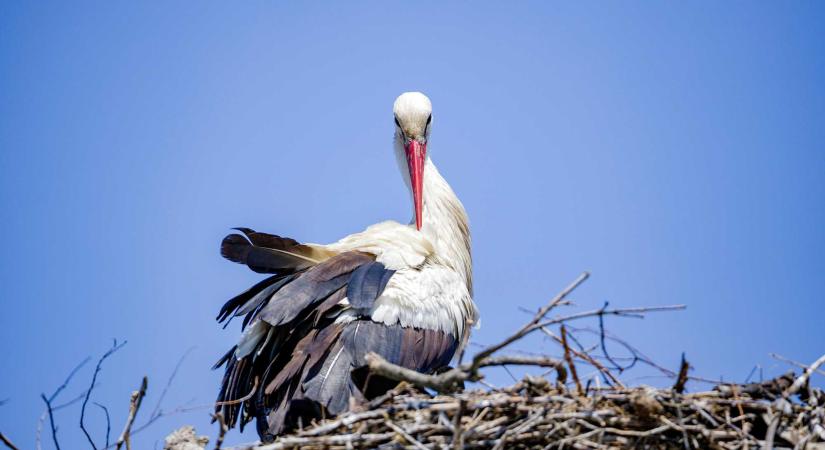 Megérkezett az első gólya Csíkszentsimonba (VIDEÓ)