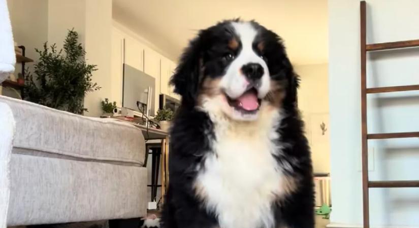 Leteszi a berni pásztor kölyköt a nő: amit a kutyus ezután tesz, pusztító