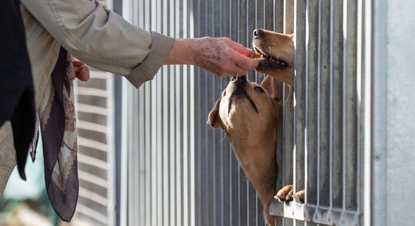 Csalódott az ASKA: sok gazdi visszavinné vagy épp beadná kutyáját a menhelyre