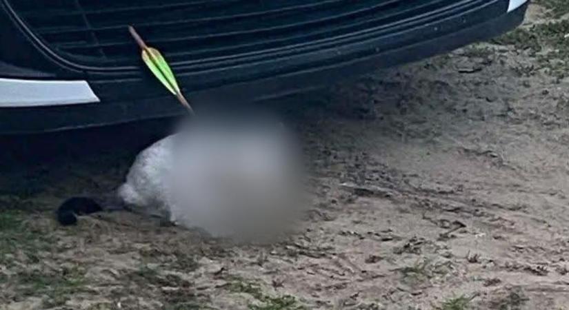 Nyíllal lőttek meg egy macskát Debrecenben